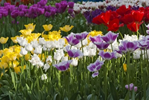 <b class=qtipBold><figcaption>Multi color tulip flowerbeds</figcaption></b><br>Multicolor tulip flowerbeds<br><em>© Anna Miller / DanitaDelimont.com</em> Multi color tulip flowerbeds