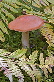 Mushroom and ferns, Birch Forest, Mount Desert Island, Acadia National Park, Maine Mushroom and ferns, Birch Forest, Mount Desert Island, Acadia National Park, Maine