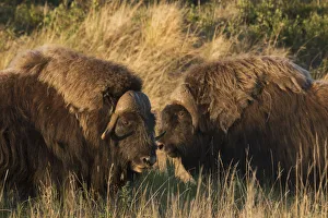 <b class=qtipBold><figcaption>Musk Ox Bulls</figcaption></b><br><em>© Ken Archer / DanitaDelimont.com</em> Musk Ox Bulls