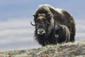 Images Dated 9th June 2013: Musk Ox with Calf