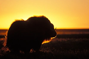 muskox, Ovibos moschatus, silhouetted at sunset, central Arctic coastal plain, North muskox, Ovibos moschatus, silhouetted at sunset, central Arctic coastal plain, North