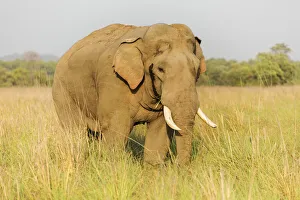 Musth Tusker in the grassland, Corbett National Park, India Musth Tusker in the grassland, Corbett National Park, India