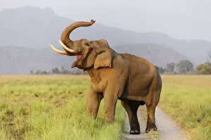 Images Dated 29th September 2019: Musth Tusker on the jungle track, Corbett National Park, India