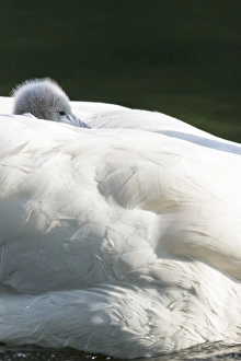 Mute Swan (Cygnus olor), chick riding on the back. Europe, central europe, Germany Mute Swan (Cygnus olor), chick riding on the back. Europe, central europe, Germany