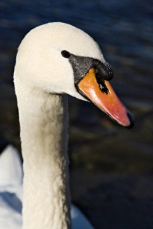 Mute Swan portrait, Lucerne, Switzerland, Cygnus olor Mute Swan portrait, Lucerne, Switzerland, Cygnus olor