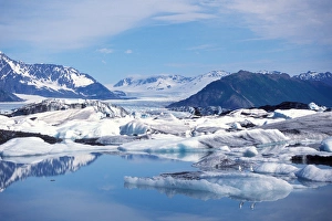 muw gull, Larus canus, on a blue iceberg from Bear Glacier, Bear Glacier Lake, Kenai muw gull, Larus canus, on a blue iceberg from Bear Glacier, Bear Glacier Lake, Kenai