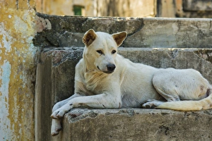 Myanmar. Mandalay. Mingun. Local dog rests in the shade Myanmar. Mandalay. Mingun. Local dog rests in the shade