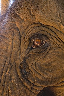 Myanmar. Shan State. Near Kalaw. Green Hill Valley Elephant Camp. Old logging elephant Myanmar. Shan State. Near Kalaw. Green Hill Valley Elephant Camp. Old logging elephant