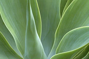 Images Dated 31st March 2004: N. A. USA, Maui, Hawaii. Agave plant
