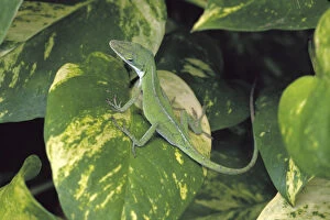Images Dated 31st March 2004: N. A. USA, Maui, Hawaii. Lizard on varigated leaf