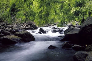 Images Dated 31st March 2004: N. A. USA, Maui, Hawaii. Stream in Iao Valley State Park