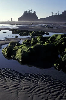 Images Dated 28th January 2004: N. A. USA, Washington, Olympic Nat l Park, LaPush Second Beach, Algae covered rocks