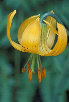 Images Dated 28th January 2004: N. A. USA, Washington, Olympic Nat l Park Tiger Lily (Lilium columbianum)