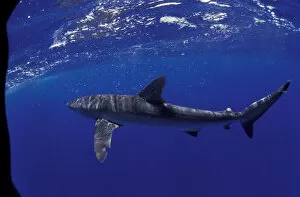 Images Dated 25th February 2004: NA, Mexico, Socorro Islands Silky shark (Carcarhinus falciformis)