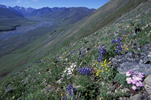 NA, USA, Alaska, Alaska National Wildlife Refuge, Kongakut River Valley NA, USA, Alaska, Alaska National Wildlife Refuge, Kongakut River Valley