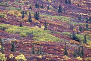 NA, USA, Alaska Autumn colors along the Old Denali Highway, near Paxson NA, USA, Alaska Autumn colors along the Old Denali Highway, near Paxson