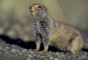 NA, USA, Alaska, Denali National Park. Arctic ground squirrel hides in brush in Thorofare NA, USA, Alaska, Denali National Park. Arctic ground squirrel hides in brush in Thorofare