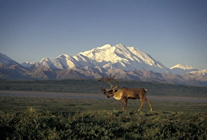NA, USA, Alaska, Denali NP A bull Barren Ground caribou (Rangifer tarandus) in front of Denali NA, USA, Alaska, Denali NP A bull Barren Ground caribou (Rangifer tarandus) in front of Denali