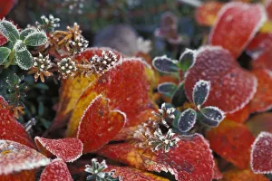 NA, USA, Alaska, Denali NP Frosted, fall-colored bearberry (Arctostaphylos uva-ursi) NA, USA, Alaska, Denali NP Frosted, fall-colored bearberry (Arctostaphylos uva-ursi)