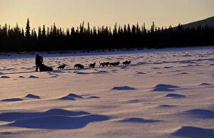 Images Dated 11th March 2004: N.A. USA, Alaska, Iditarod Trail Maria Hayashida races dog sled in the Iditarod