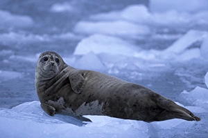 NA, USA, Alaska, Prince William Sound A harbor seal (Phoca vitulina) lies on the NA, USA, Alaska, Prince William Sound A harbor seal (Phoca vitulina) lies on the