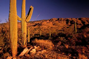 NA, USA, Arizona, Saguaro National Monument, Landscape NA, USA, Arizona, Saguaro National Monument, Landscape