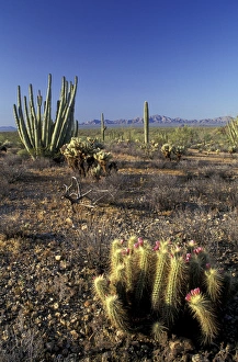 NA, USA, Arizona. Saguaro National Park. Flowering hedgehog cactus with organ pipe NA, USA, Arizona. Saguaro National Park. Flowering hedgehog cactus with organ pipe