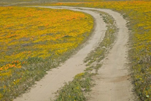 NA, USA, CA, Antelope Valley. Road through CA Poppies NA, USA, CA, Antelope Valley. Road through CA Poppies