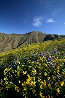 NA, USA, CA, Kern Co, Temblor Range, Wildflowers on hillside NA, USA, CA, Kern Co, Temblor Range, Wildflowers on hillside
