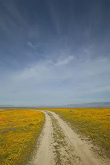 NA, USA, CA, Lancaster, Antelope Valley, CA Poppies NA, USA, CA, Lancaster, Antelope Valley, CA Poppies