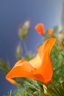NA, USA, CA, Lancaster, CA Poppies spring bloom NA, USA, CA, Lancaster, CA Poppies spring bloom