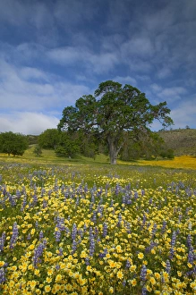 NA, USA, CA, San Luis Obispo Co, Lone Oak and Spring Wildflowers NA, USA, CA, San Luis Obispo Co, Lone Oak and Spring Wildflowers
