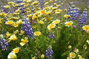 NA, USA, CA, Shell Creek, Tiddy Tips and Lupine NA, USA, CA, Shell Creek, Tiddy Tips and Lupine