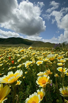 NA, USA, California; Carrizo Plain. Wild flowers NA, USA, California; Carrizo Plain. Wild flowers