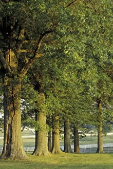 Images Dated 26th May 2004: NA, USA, Kentucky, Lexington Row of trees and fences at sunrise, Kentucky Horse Park