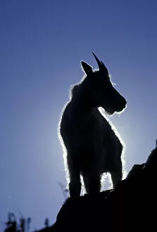 Images Dated 12th May 2004: NA, USA, Montana, Glacier NP Silhouetted mountain goat (Oreamnos americanus)