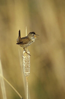 NA, USA, Oregon, Malheur NWR Marsh wren (Cistothorus palustris) NA, USA, Oregon, Malheur NWR Marsh wren (Cistothorus palustris)
