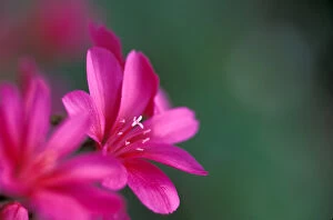 Images Dated 5th January 2005: NA, USA, SE Washington garden, Lewisia Cotyledon Hybrid, bright pink flower