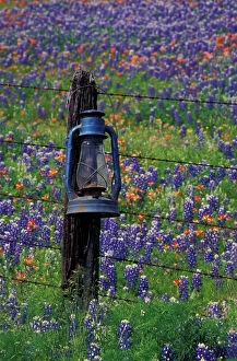 Blur Gallery: N.A. USA, Texas, Llano, Blue Lantern and field of bluebonnets