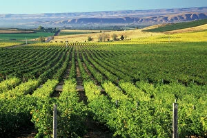 Winery Collection: NA, USA, Washington, Buena. Yakima Valley Vineyards