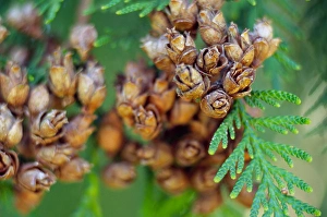 NA, USA, Washington, Close-up Fir tree and cones NA, USA, Washington, Close-up Fir tree and cones