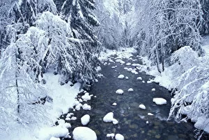 Images Dated 28th January 2005: NA, USA, Washington, King County, Fresh snow on Denny Creek