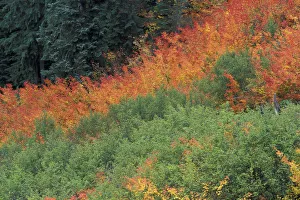 NA, USA, Washington, Mt. Rainier NP Autumn color NA, USA, Washington, Mt. Rainier NP Autumn color