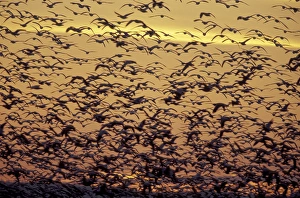 NA, USA, Washington, near Conway. Snow geese fly at dusk in the Skagit Valley NA, USA, Washington, near Conway. Snow geese fly at dusk in the Skagit Valley