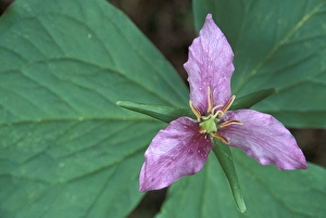 NA, USA, Washington, Olympic NP Trillium closeup, along trail to Sol Duc; summer NA, USA, Washington, Olympic NP Trillium closeup, along trail to Sol Duc; summer