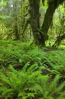 Images Dated 9th July 2005: NA, USA, Washington, Olympic NP.Fresh Spring green of the rainforest, Spring Fresh