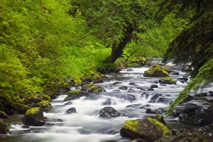 Images Dated 8th July 2005: NA, USA, Washington, Oylmpic National Park, Sol Duc River running thru Spring geern