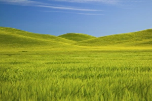 NA, USA, Washington, Palouse Counrty, Fresh Spring Barley and Wheat Fields NA, USA, Washington, Palouse Counrty, Fresh Spring Barley and Wheat Fields