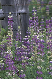NA, USA, Washington, San Juan Island Foxglove NA, USA, Washington, San Juan Island Foxglove