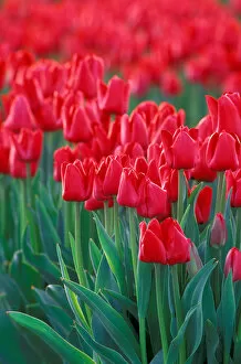 Images Dated 28th January 2005: NA, USA, Washington, Skagit Valley, Row of red tulips